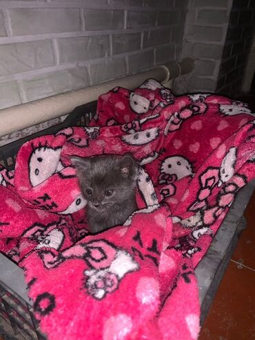 котята серые: Кошка даром: Беспородная, 2 месяца, Мальчик