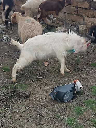 Keçilər, çəpişlər: Çəpiş keçi qoyun sürü və ya tək tək satram. Qiymet ferqlidirMəhsul — 36