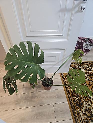 Филодендроны: Сциндапсусы,сансевиерии ва,алоказия,бегония макулата монстера — 14