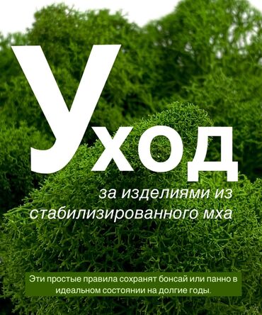 Декоративные цветы: В переводе с японского Бонсай означает «дерево, выращенное в блюде» at lalafo.kg — 11 Декоративные цветы: В переводе с японского Бонсай означает «дерево, выращенное в блюде» — 11