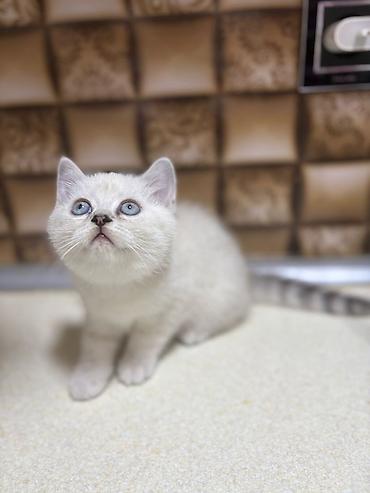 Pişiklər: Britan — 2