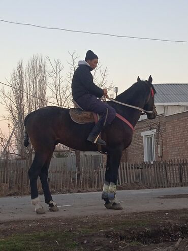 Лошади, кони: Продаю | Конь (самец) | Конный спорт — 10