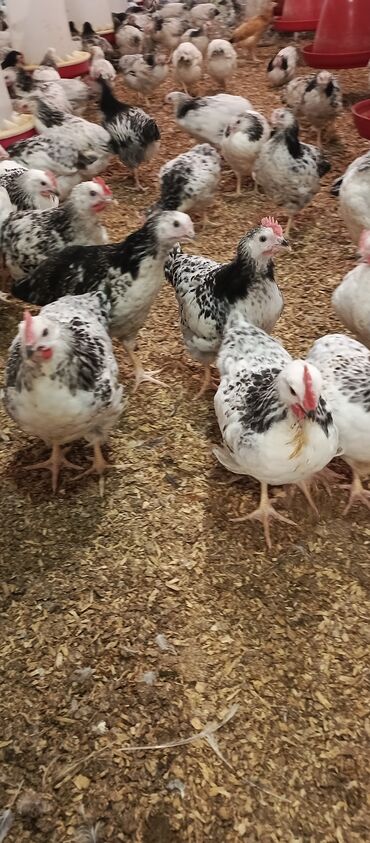 Toyuqlar: Toyuq, Broyler, Ətlik — 12