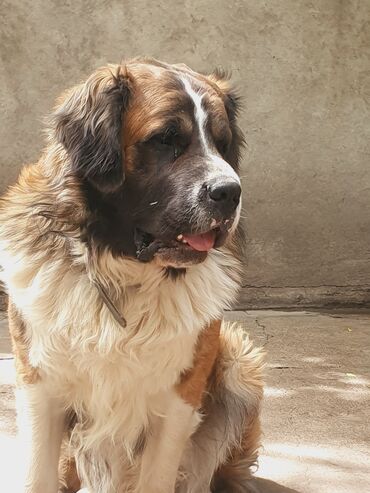 Вязка собак: Вязка: Самец, 2 года, С прививкой, С родословной — 2