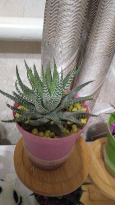 кора для орхидей: Суккулент Haworthia (возможно Haworthia fasciata/attenuata) в горшке