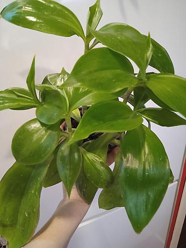 Otaq bitkiləri: Сциндапсус N-Joy — 10