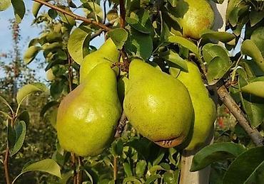 семена клевера джеа: Груша сатып алабыз оптом баада! — 1