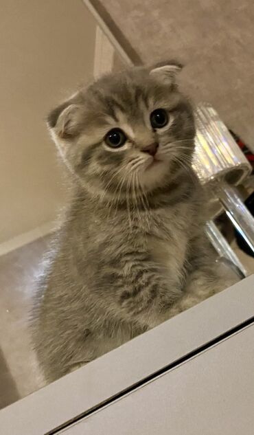 Pişiklər: Şotland yastı qulaq, Ünvandan götürmə, Pulsuz çatdırılma, Ödənişli çatdırılma -da lalafo.az — 5 Pişiklər: Şotland yastı qulaq, Ünvandan götürmə, Pulsuz çatdırılma, Ödənişli çatdırılma — 5