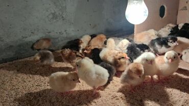 en cox sud veren inekler: Куриные цыплята, Для мяса