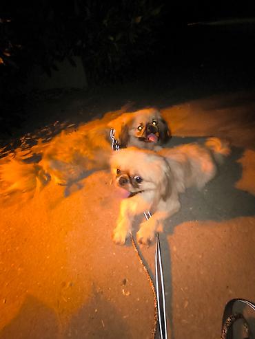 itler gence: Pekines, 4 il, Dişi, Peyvəndli, Ünvandan götürmə, Ödənişli çatdırılma — 10