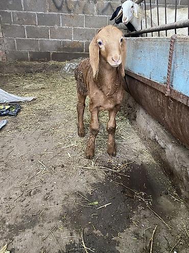 Баран, овца: Продаю | Баран (самец) | Арашан | Для разведения | Осеменитель — 10
