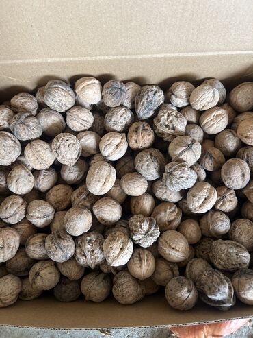 саженцы орех: Подаю орехи средний колибр Жалабадские лесные