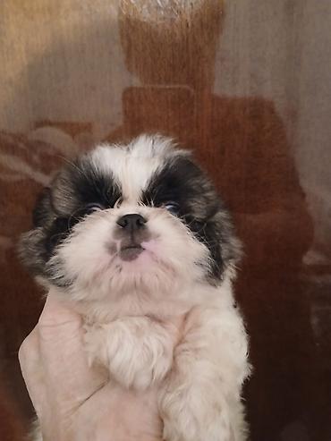Продажа собак: Пекинес, 1 месяц, Самка — 11