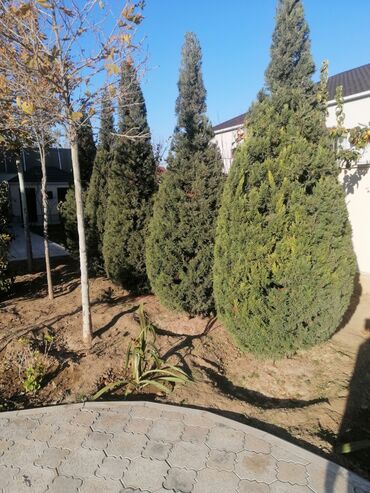 Landşaft işləri: Salam aleykum Adim Sahib 44yaşim var Bakida yaşayiram Gündelik olaraq — 28