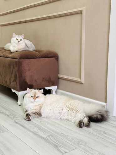 Pişiklər: Britan, Erkək, Cütləşmə üçün — 7