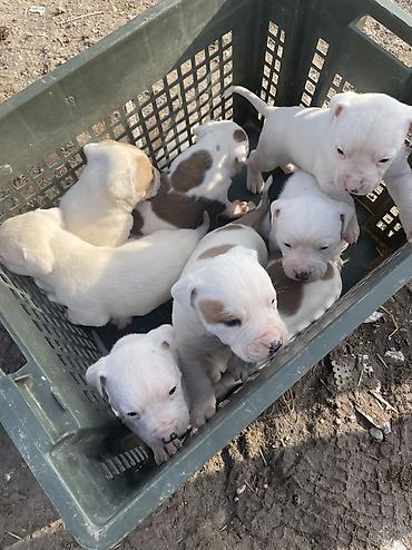 Продажа собак: Питбуль, 1 месяц, Самец at lalafo.kg — 12 Продажа собак: Питбуль, 1 месяц, Самец — 12