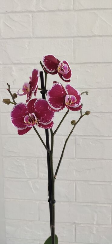 каланхоэ бишкек: Срочная продажа орхидей‼️любая орхидея за 1000 сомов. сортовые