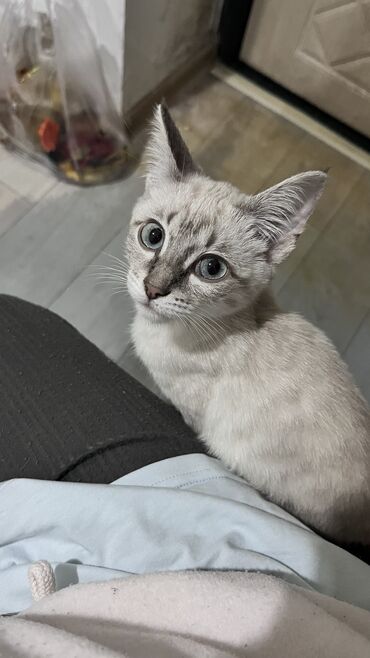 купить бенгальского котенка: Отдам хорошие руки Котенка Муся 4 месяцев очень нежная и ласковая в