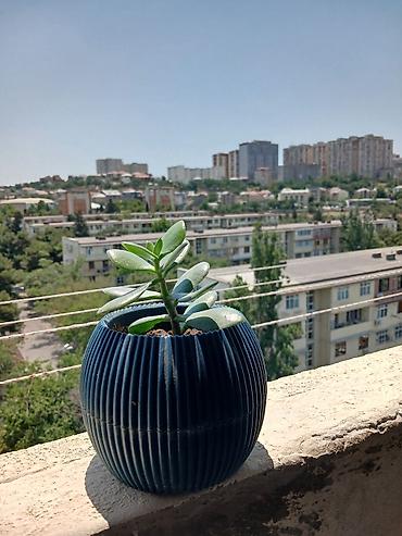 agaclar: Dekorativ sukkulent bitkisi (Crassula ovata – pul ağacı) və dərin — 2