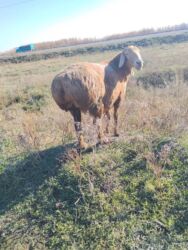 продаю дойных коров: Сатам | Ургаачы кой (ургаачы) | Арашан | Көбөйтүү үчүн | Асыл тукумдуу, Бооз, Ургаачы