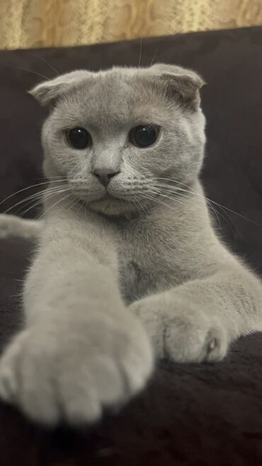 Pişiklər: Şotland, Cütləşmə üçün — 6