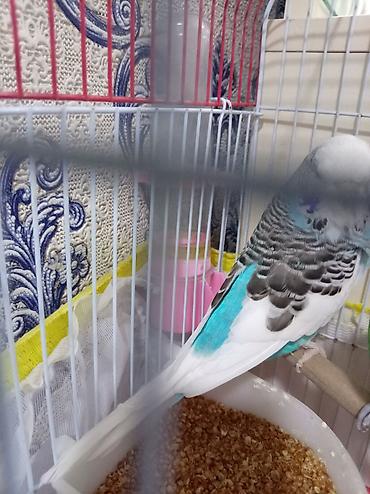 Növ: Dalmatin/ingilis tipli dalğalı tutuquşu (bølgepapuqay) – mavi-ağ lalafo.az -da Növ: Dalmatin/ingilis tipli dalğalı tutuquşu (bølgepapuqay) – mavi-ağ