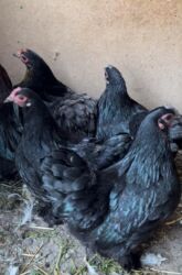 купить домашних курей: Продам разные цвета курей петухов
