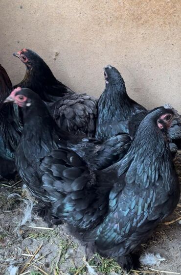 объявления о пропаже животных: Срочно продам