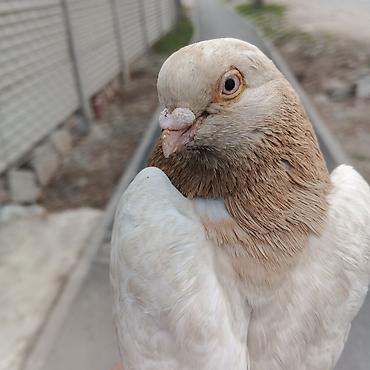 Другие с/х животные: Касмач +такла самец маладой играет не играет не знаю Подходит: - для — 2