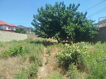 binə mehriban qonşular: Torpaq sahəsi – Qurd Dərəsi - Ölçü: 4 sot - Məkan: Qurd Dərəsi — 3
