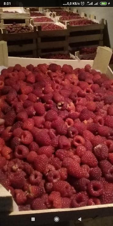 Другие специальности: Жумушчулар керек ; жумуш дыйканчылык,Клубника,малина — 2