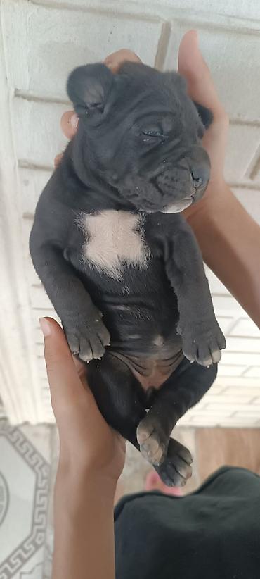 cane corse: Kane-Korso, 1 ay, Dişi, Peyvəndli, Ünvandan götürmə — 2