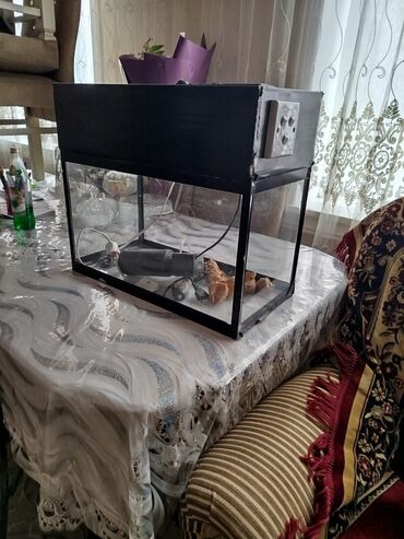 Грызуны: Şüşə və metal konstruksiyalı akvarium, ev heyvanları üçün geniş