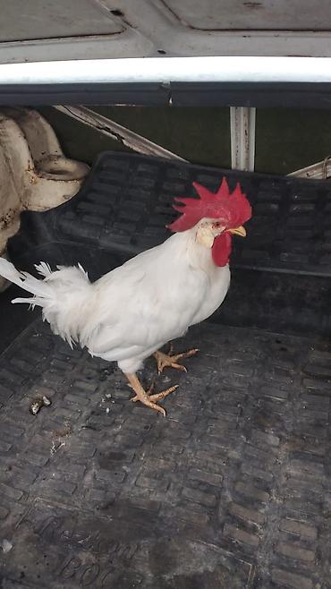 heyratı fərə: Xoruz, il: 1 — 1