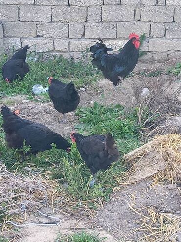 Toyuqlar: Toyuq, Australorp, Damazlıq, Ünvandan götürmə, Ödənişli çatdırılma, Rayonlara çatdırılma -da lalafo.az — 8 Toyuqlar: Toyuq, Australorp, Damazlıq, Ünvandan götürmə, Ödənişli çatdırılma, Rayonlara çatdırılma — 8