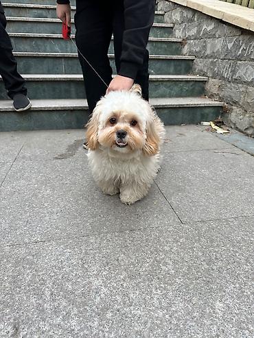 Другие товары для животных: Maltipu – 2 yaş, peyvəndləri olunub. - Cins: Maltipoo (Maltese x — 3