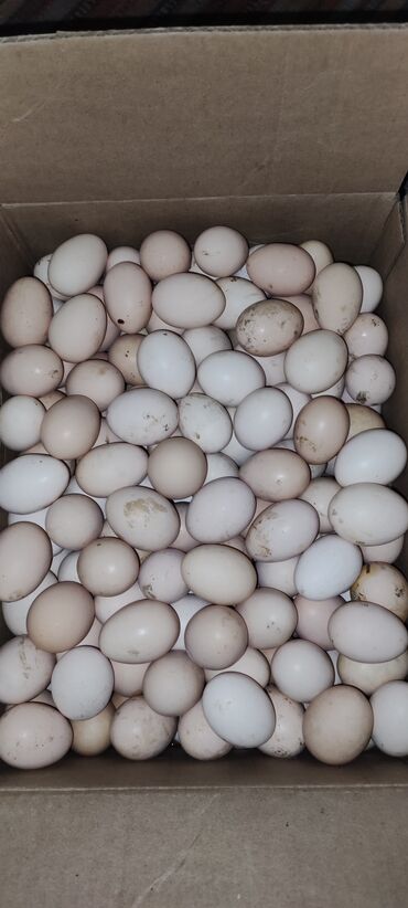 qaratoyuq yumurtasi: Salam şexsi oz heyvanmlzındı lerik toyuq yumrtası elde 160 dene var