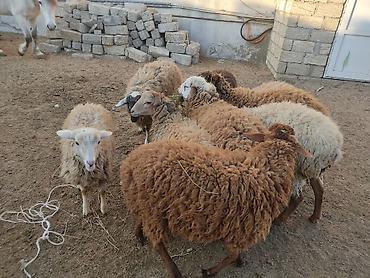 Quzu: Erkey qoyunlar 8 eded hamsi erkeydi — 10