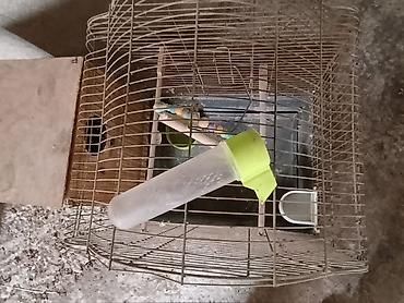 quşlar: Quş qəfəsi dəsti istifade olunub quşları satdıqım ücün satılır qiymet — 2
