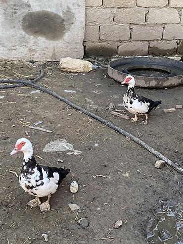 herati fərəsi: Lal ördəklər tam sağlar cavandılar 1 ilin fərələridi, 7 8 aylıqlarda — 4