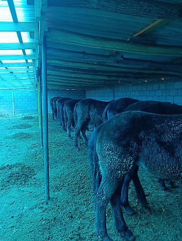 Лошади, кони: Продаю | Жеребец | Для разведения | Племенные — 9