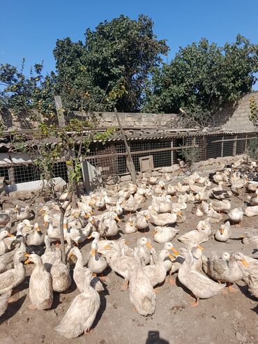 Digər quşlar: Satılır: PEKIN-KUBAN sortu ördəklər ✅ Sağlam, təmiz və tez inkişaf -da lalafo.az — 9 Digər quşlar: Satılır: PEKIN-KUBAN sortu ördəklər ✅ Sağlam, təmiz və tez inkişaf — 9