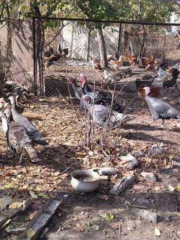 домик доя кошки: Сатам | Ургаачы күрп (ургаачы), Эркек күрп | Аргын, Кара ханзаада | Союуга, Көбөйтүү үчүн | Асыл тукумдуу