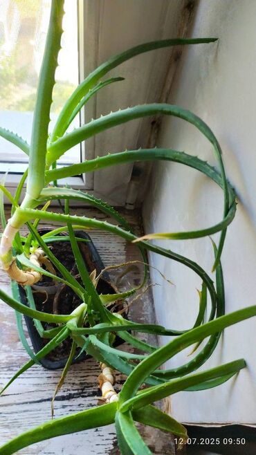 семена эспарцета в кыргызстане: Продаю 2 Алоэ5 лет