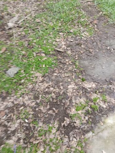 Продажа участков: 5 соток, Красная книга, Договор купли-продажи at lalafo.kg — 11 Продажа участков: 5 соток, Красная книга, Договор купли-продажи — 11