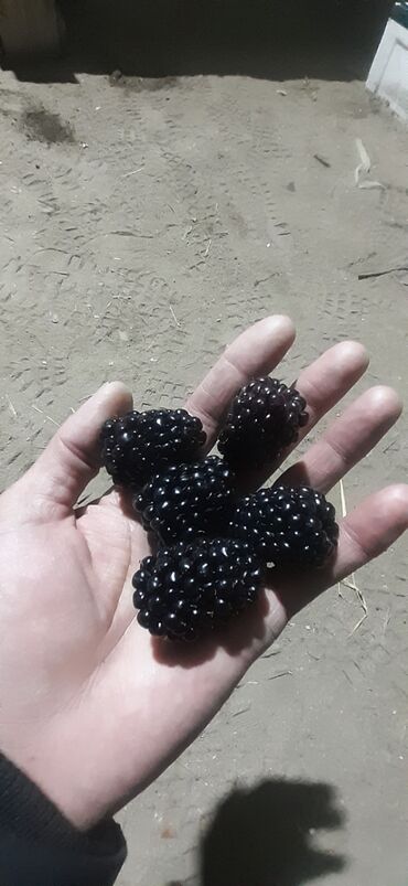 Фрукты и ягоды: Ежевика сортовая ремонтантная и летняя Сорта прошедшие сортоиспытание — 15