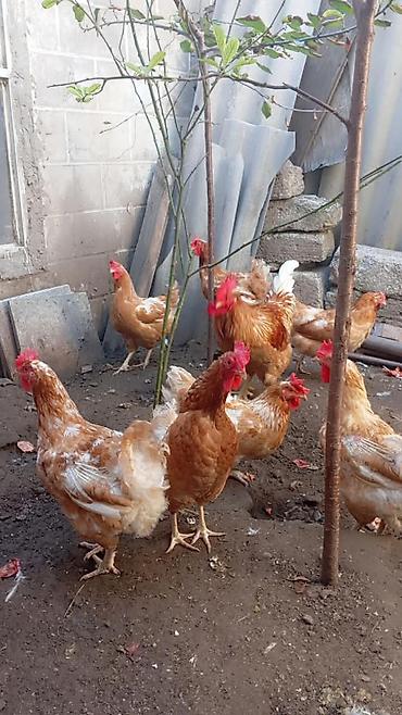3 toyuq 3 gune 3 yumurta: Məhsul: Yerli toyuqlar və xoruzlar (yumurta yönümlü qarışıq rəngli — 5