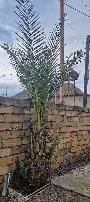 sogan gulunun digər adi: Xurma palmisi (Phoenix dactylifera) – həyət və bağ üçün dekorativ iri — 1