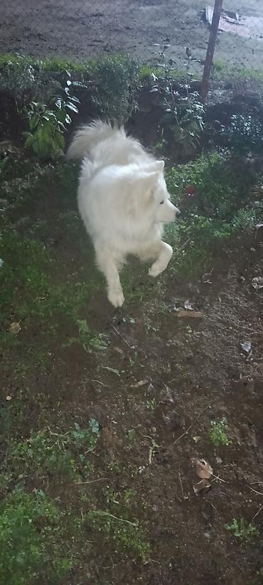 qiz ucun toy donlari: Samoyed, 11 ay, Erkək, Peyvəndli — 2