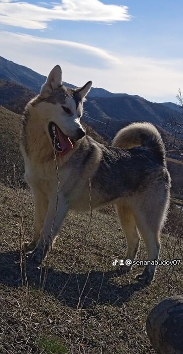 Heyvanlar: XASKİ SATİLİR